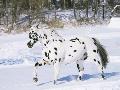 Laminate