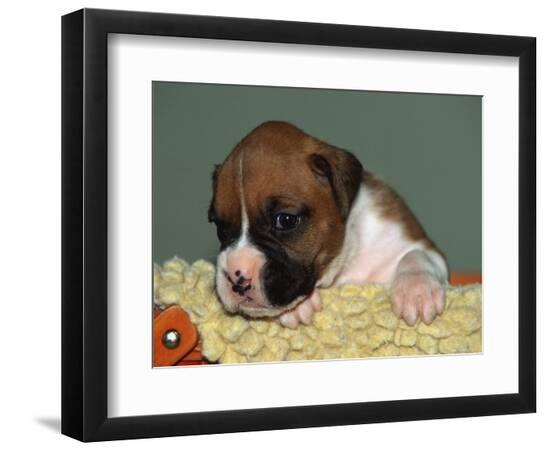Premium Photographic Print, , large