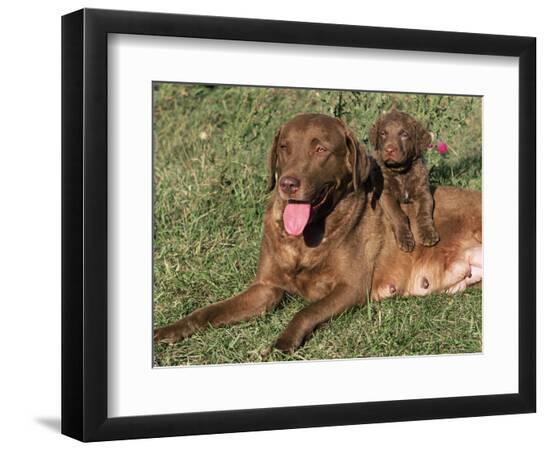 Premium Photographic Print, , large