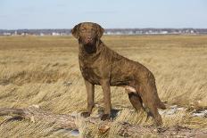 Weimaraner, Connecticut, USA-Lynn M. Stone-Photographic Print