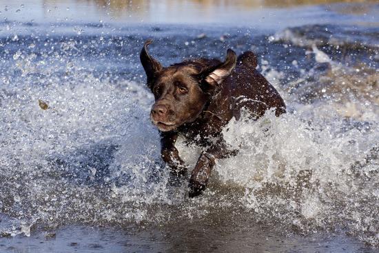 Premium Photographic Print, , large