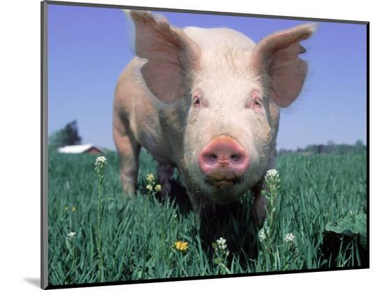 Photographic Print, , large