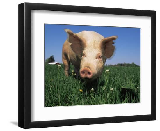 Premium Photographic Print, , large
