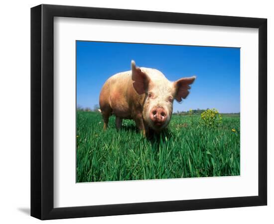 Premium Photographic Print, , large