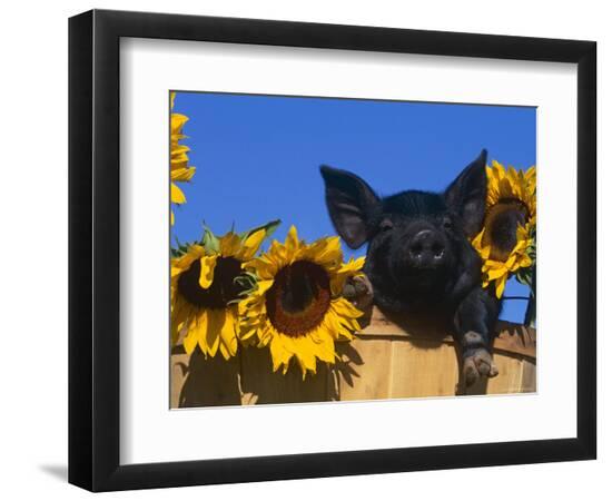 Premium Photographic Print, , large