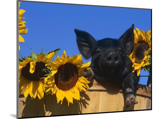 Photographic Print, , large
