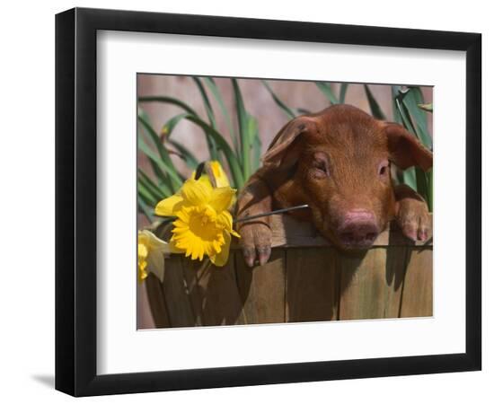 Premium Photographic Print, , large