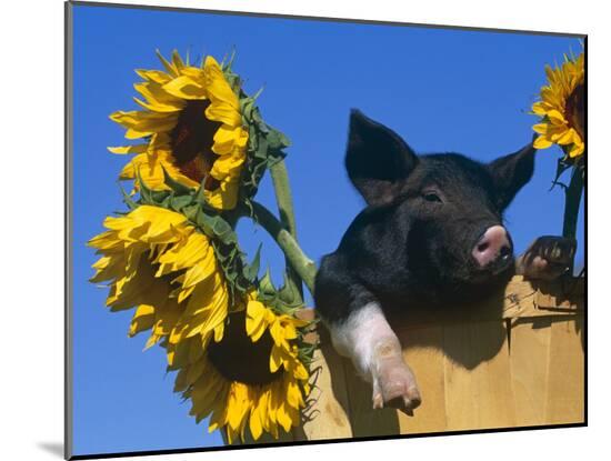 Photographic Print, , large