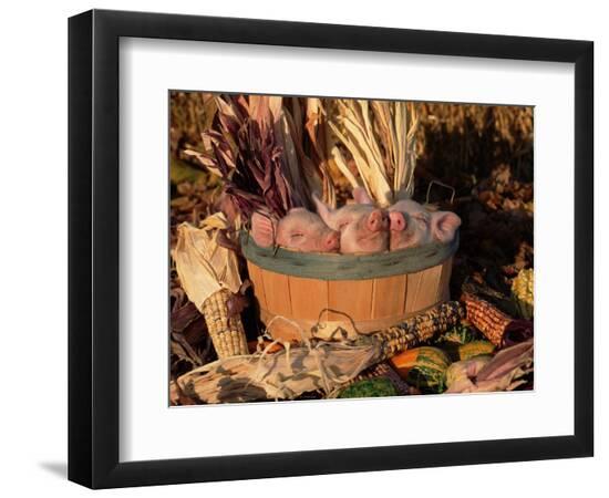 Premium Photographic Print, , large