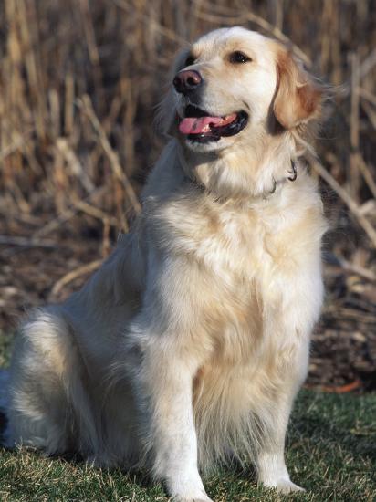 Breed White Long Haired Golden Retriever Retriever Dog Largest