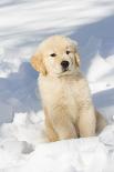 Golden Retriever Pup in snow, Holland, Massachusetts, USA-Lynn M.Stone-Framed Stretched Canvas