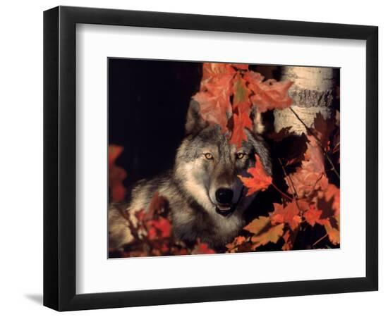 Premium Photographic Print, , large