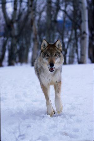 'Gray Wolf, Canis Lupus' Photographic Print - Lynn M. Stone ...