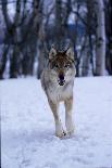 Grey Wolf Portrait, USA-Lynn M^ Stone-Photographic Print