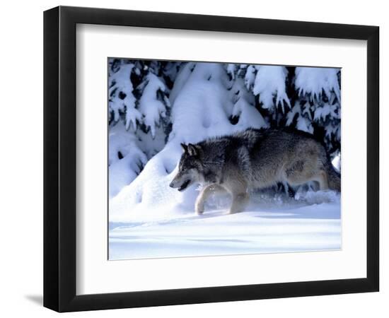 Premium Photographic Print, , large