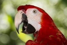 Green-Winged Macaw (Captive), South America, Excl-Lynn M^ Stone-Photographic Print