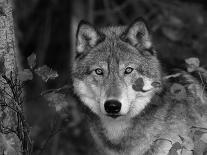 Gray Wolf Running in Snow, Canis Lupus-Lynn M. Stone-Photographic Print