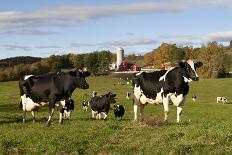 Holstein Cow Standing in Doorway of Red Barn, Christmas Wreath on Barn, Marengo-Lynn M^ Stone-Photographic Print