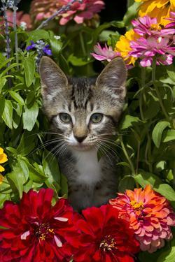  Kitten  Photography Posters Prints Paintings Wall Art 