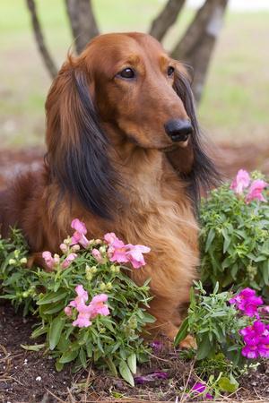 Long Haired Standard Dachshund in Ornamental Flowers Florida USA