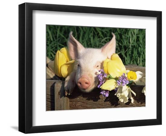 Premium Photographic Print, , large
