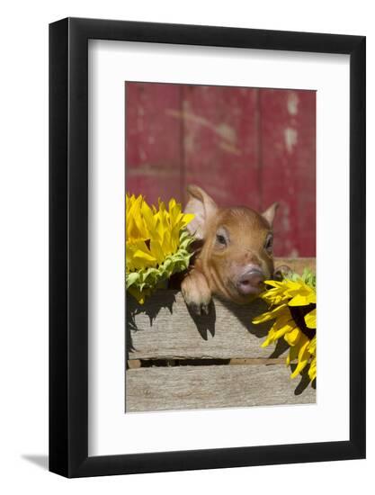 Premium Photographic Print, , large