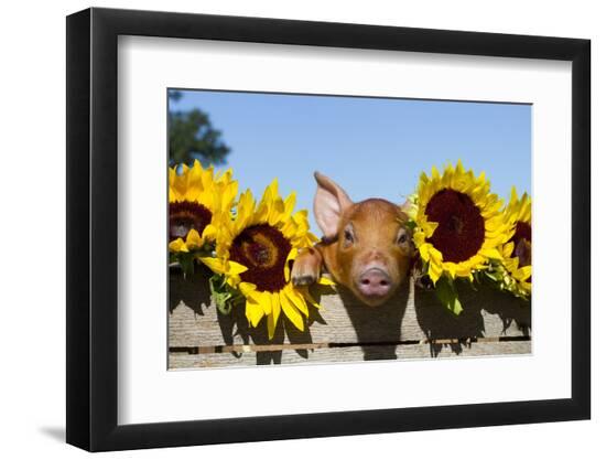 Premium Photographic Print, , large