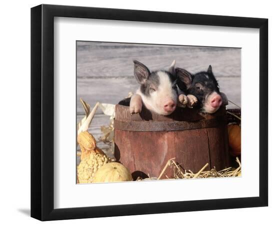 Premium Photographic Print, , large
