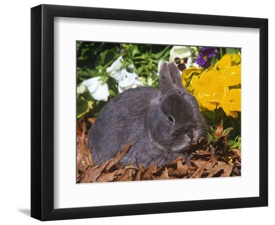 Premium Photographic Print, , large