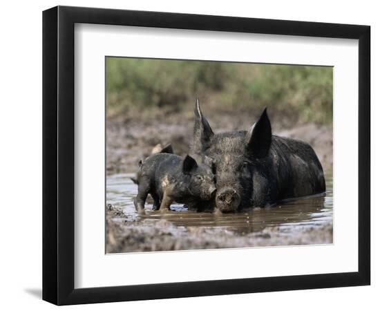 Photographic Print, , large