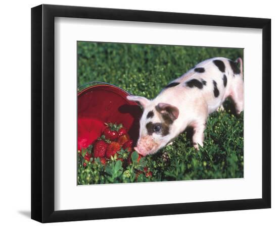 Premium Photographic Print, , large