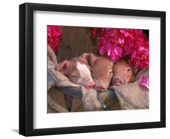 Premium Photographic Print, , large