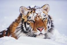 Portrait of Tiger with Snowy Head, Lying in Snow Drift (Captive) Endangered Species-Lynn M^ Stone-Photographic Print