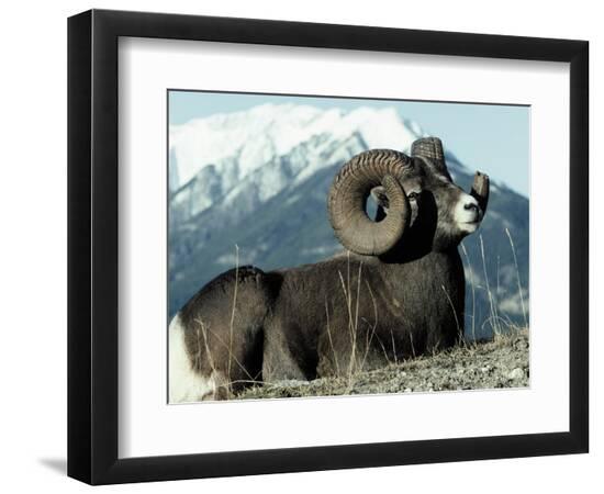 Premium Photographic Print, , large