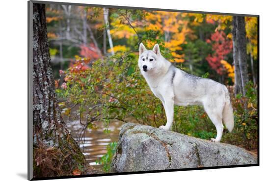 Photographic Print, , large