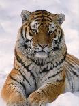 Portrait of Tiger with Snowy Head, Lying in Snow Drift (Captive) Endangered Species-Lynn M^ Stone-Photographic Print