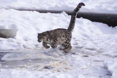 Snow Leopard Jumping (Panthera Uncia) Usa-Lynn M. Stone-Laminated Photographic Print