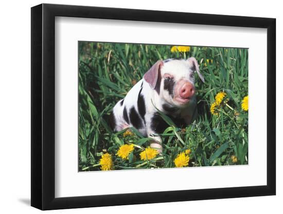 Premium Photographic Print, , large