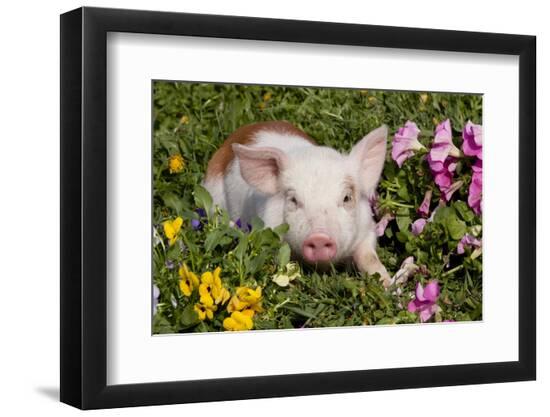 Premium Photographic Print, , large