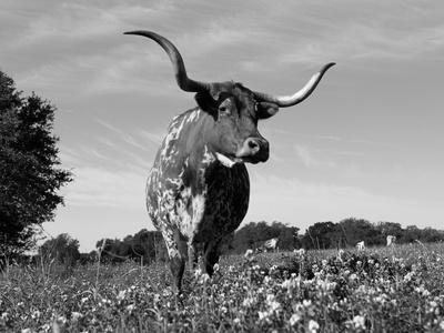 Texas Longhorn Cow, in Lupin Meadow, Texas, USA