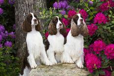 Three English springer spaniels, Connecticut, USA-Lynn M. Stone-Photographic Print