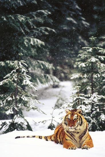 Photographic Print, , large