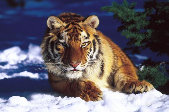 Premium Photographic Print, , large