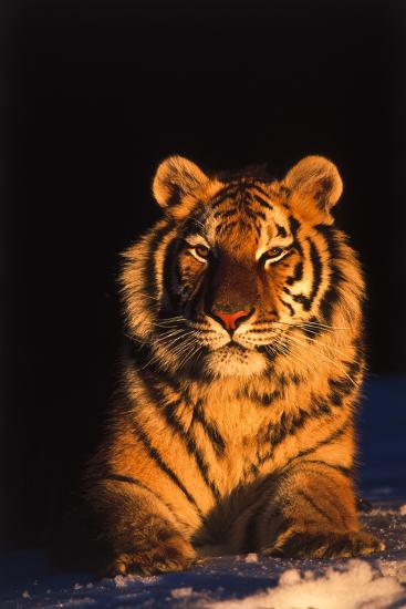 Photographic Print, , large