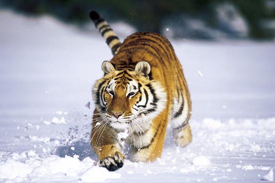 Premium Photographic Print, , large