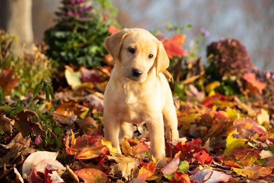 Yellow Labrador Mini Lab Dog Yellow Labrador Retriever Puppy