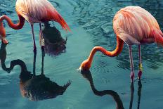 Two Flamingos-Lynn Watson-Photographic Print