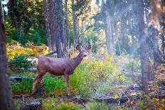 Deer Standing in Sunshine in Forest. Yellowstone National Park, Wyoming.-Lynn Y-Photographic Print