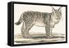 Lynx, 1850 (Engraving)-Louis Simon (1810-1870) Lassalle-Framed Stretched Canvas