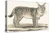 Lynx, 1850 (Engraving)-Louis Simon (1810-1870) Lassalle-Stretched Canvas